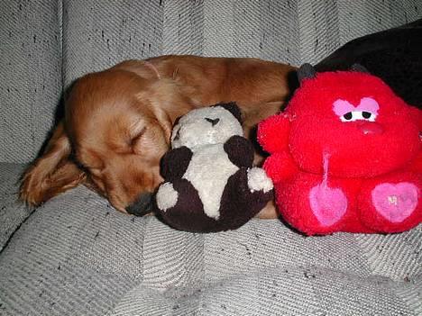 Cocker spaniel Chili - ZzZz Jeg elsker mine bamser ZzZz billede 9