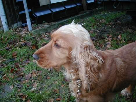 Cocker spaniel Chili - Jamen dog... Hvad er det? billede 8