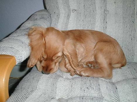 Cocker spaniel Chili - Snooork billede 10