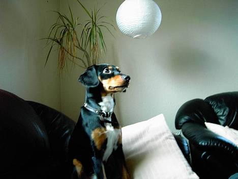 Blanding af racer : Mozart - se det er min plads og den passer jeg godt på men hvis der er nogen som sidder der så kommer jeg da bare op og bliver kløet bag øret, det er dejligt billede 1