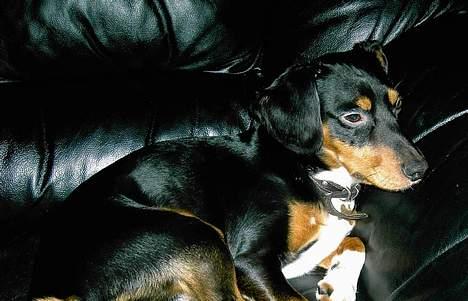 Blanding af racer : Mozart billede 2