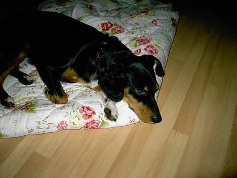 Blanding af racer : Mozart - ``Hey jeg sover, jeg gider ikk og ha`taget billeder nu`` billede 3