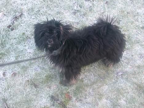 Lhasa apso Arthur billede 9