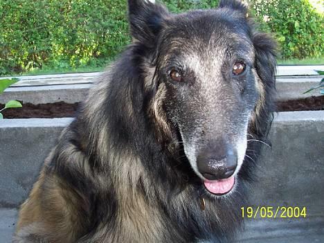 Tervueren yours forever gringo(DØD) billede 1