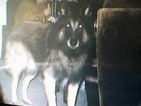 Tervueren yours forever gringo(DØD) billede 2