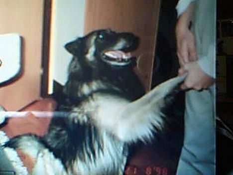 Tervueren yours forever gringo(DØD) billede 3