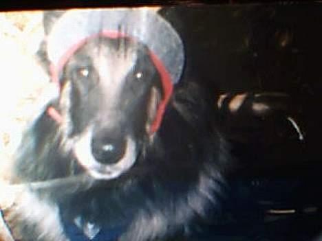 Tervueren yours forever gringo(DØD) billede 4