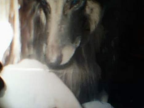 Tervueren yours forever gringo(DØD) billede 5