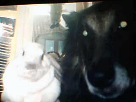 Tervueren yours forever gringo(DØD) billede 6