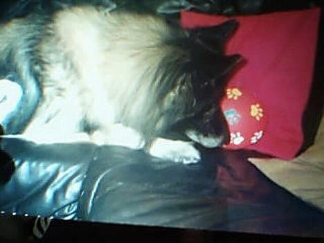 Tervueren yours forever gringo(DØD) billede 7