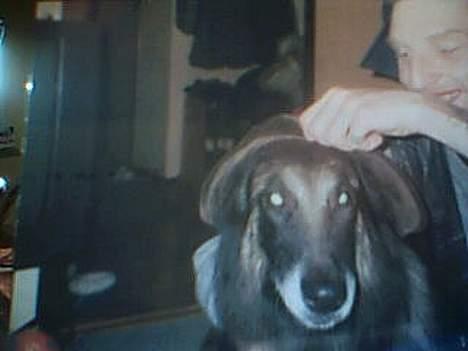 Tervueren yours forever gringo(DØD) billede 8