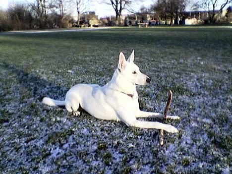 Hvid schæfer Bulder er Død billede 1