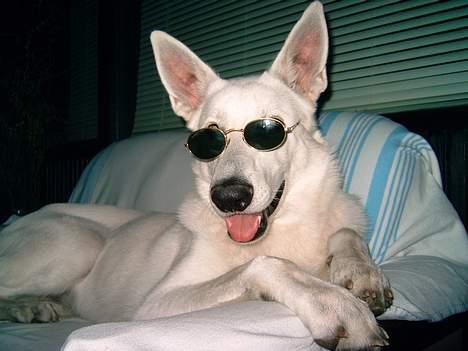 Hvid schæfer Bulder er Død billede 2