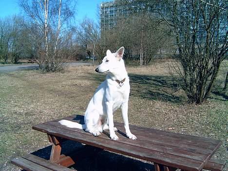 Hvid schæfer Bulder er Død billede 3