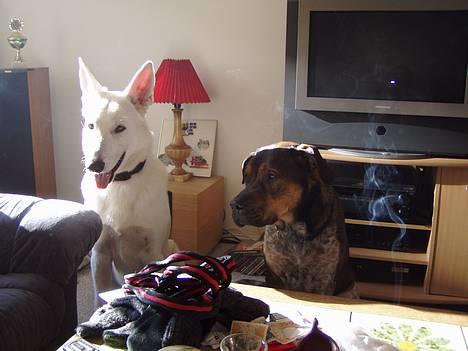 Hvid schæfer Bulder er Død billede 4