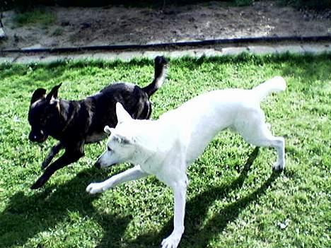 Hvid schæfer Bulder er Død billede 5