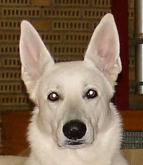 Hvid schæfer Bulder er Død billede 6