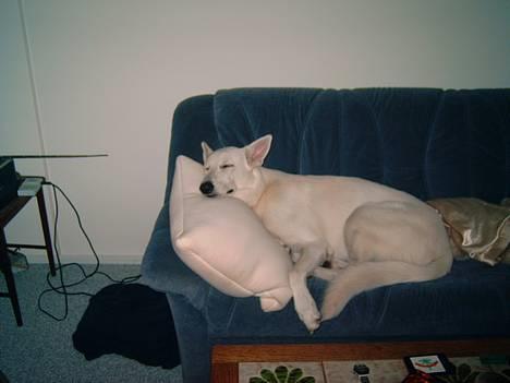 Hvid schæfer Bulder er Død billede 7