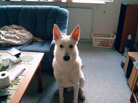 Hvid schæfer Bulder er Død billede 8