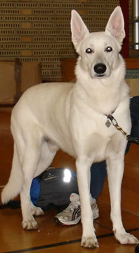 Hvid schæfer Bulder er Død billede 9