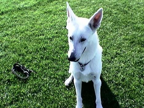 Hvid schæfer Bulder er Død billede 10