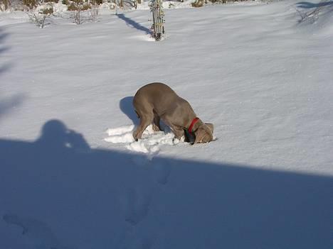 Weimaraner Hot Shoot's Eleu "Himmelhund" - Eleu ude og lege i sneen, det er altså skægt. Hvad mon der er på bunden? (14 uger) billede 9