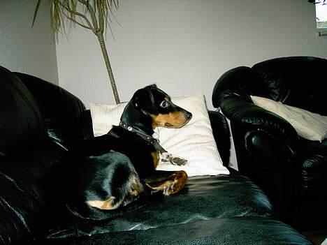 Blanding af racer : Mozart billede 4