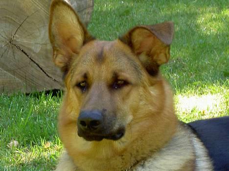 Blanding af racer Simba - hej mor hva skal jeg nu......  billede 1