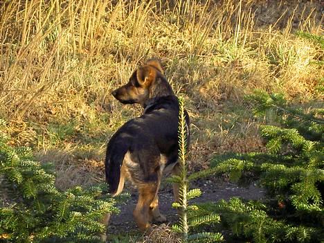 Blanding af racer Simba - ej hvor gider jeg ikke det kamera billede 2