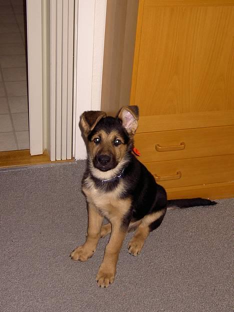 Blanding af racer Simba - Er jeg ikke lækker  billede 3