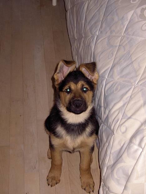 Blanding af racer Simba - Øv jeg må ikke ligge i den dejlige seng......øv billede 4