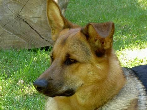 Blanding af racer Simba - Hvad har de nu gang i??? billede 5