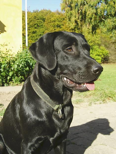 Labrador retriever Beryl´s Christian - Heii her er jeg så. billede 1