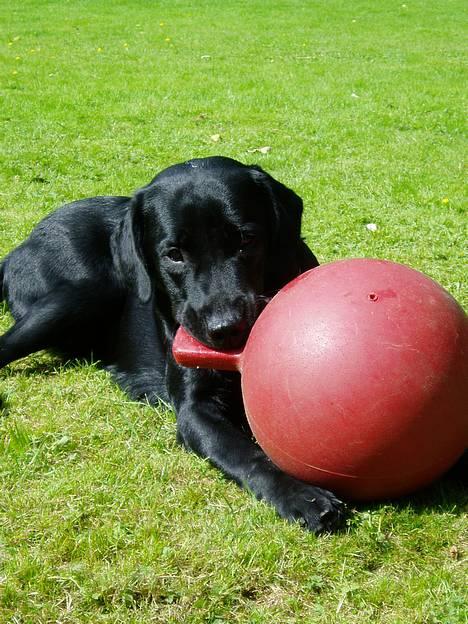 Labrador retriever Beryl´s Christian - Grr, den store røde dræber bold =) billede 2