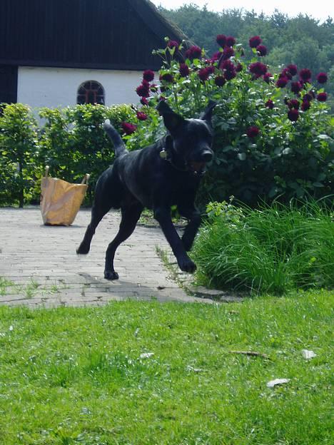 Labrador retriever Beryl´s Christian - Wow, jeg kan sku flyve....el kunne...!! billede 3