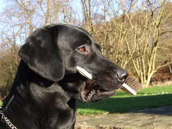 Labrador retriever Beryl´s Christian - "jeg tager opvasken - eller i hvertfald børsten" billede 5