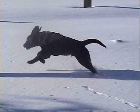 Labrador retriever Beryl´s Christian - Hei en kat, gad vide om den vil lege ?? billede 7