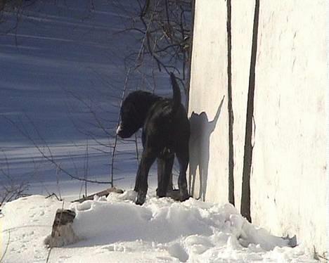 Labrador retriever Beryl´s Christian - Hold da op verden er stor !! billede 9