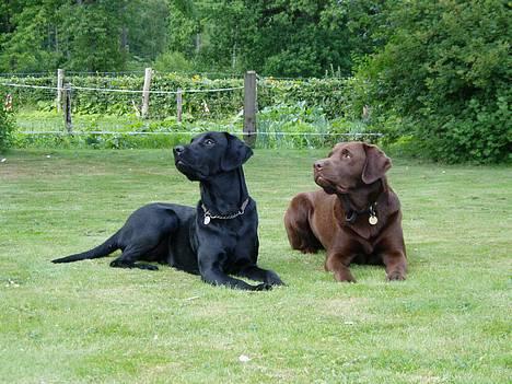 Labrador retriever Beryl´s Christian - Christians bedst ven Jeppe billede 10