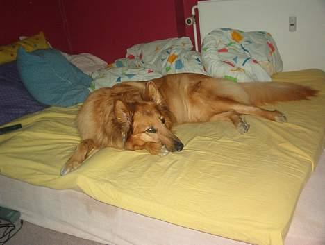 Blanding af racer Bella billede 1