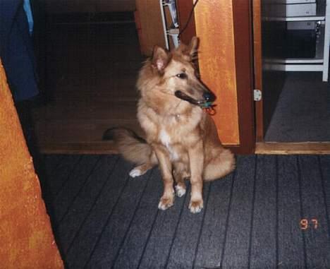 Blanding af racer Bella - Mig og min sut :) .. et halvt år efter vi havde hentet hende.. billede 2