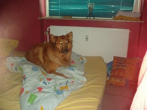 Blanding af racer Bella billede 3