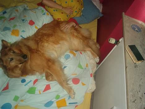 Blanding af racer Bella billede 5