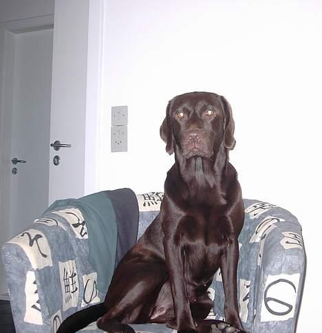 Labrador retriever Sif(stella) - er jeg ikke smuk? billede 5