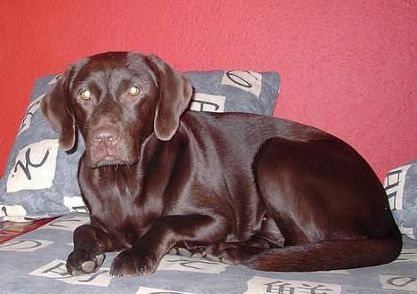 Labrador retriever Sif(stella) - nu dig igen..?? billede 10