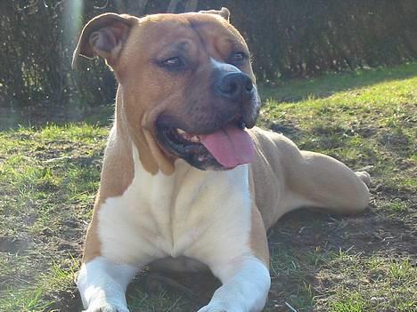 Amerikansk staffordshire terrier Rex 1999 - 2013 rip. - skønne rex billede 1