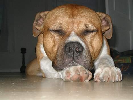 Amerikansk staffordshire terrier Rex 1999 - 2013 rip. - Shhhhh Rex sover billede 3