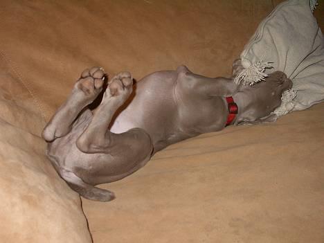 Weimaraner Hot Shoot's Eleu "Himmelhund" - Ja der er ihvertfald en der sover godt, og så i den sofa hvor hun IKKE måtte være. billede 5