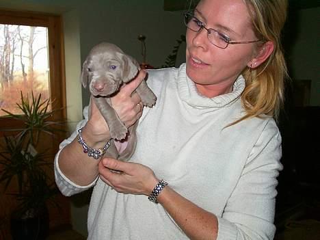 Weimaraner Hot Shoot's Eleu "Himmelhund" - En rigtig dame (17 dage) billede 3