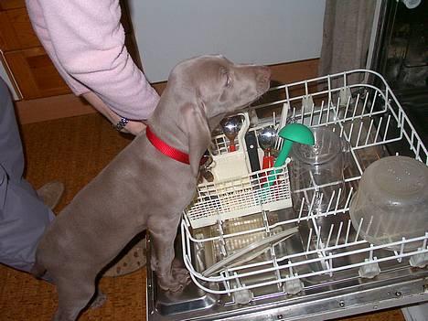 Weimaraner Hot Shoot's Eleu "Himmelhund" - Eleu tømmer opvaskemaskine, dygtig hund 8½uge. billede 4